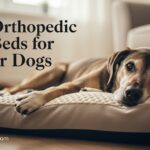 Best Orthopedic Dog Beds for Senior Dogs