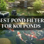 Best Pond Filters for Koi Ponds