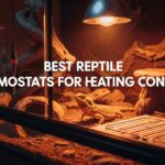 Best Reptile Thermostats for Heating Control
