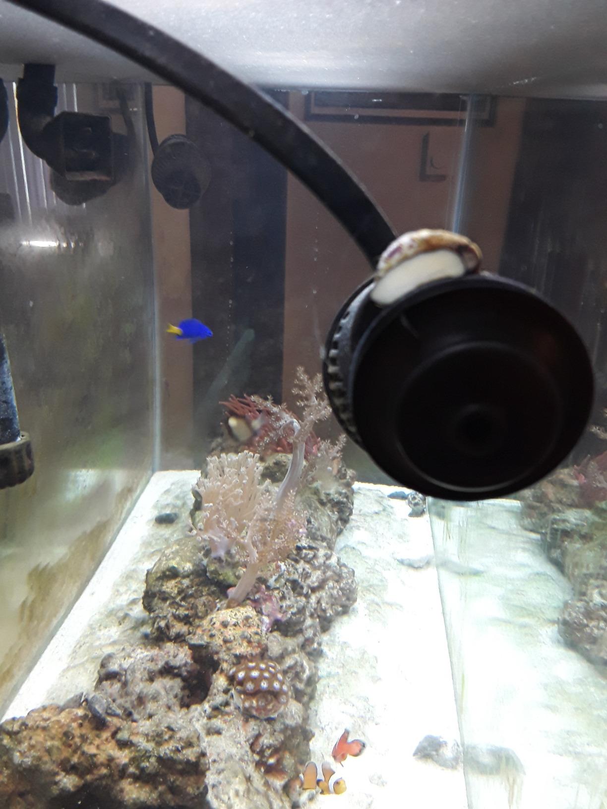 Hydor Koralia Nano Aquarium Circulation Pump, Includes Built-In Cable Protector, 240 GPH, Measures 2.4-Inches & is Ideal for Fresh or Salt Water Use customer photo 2