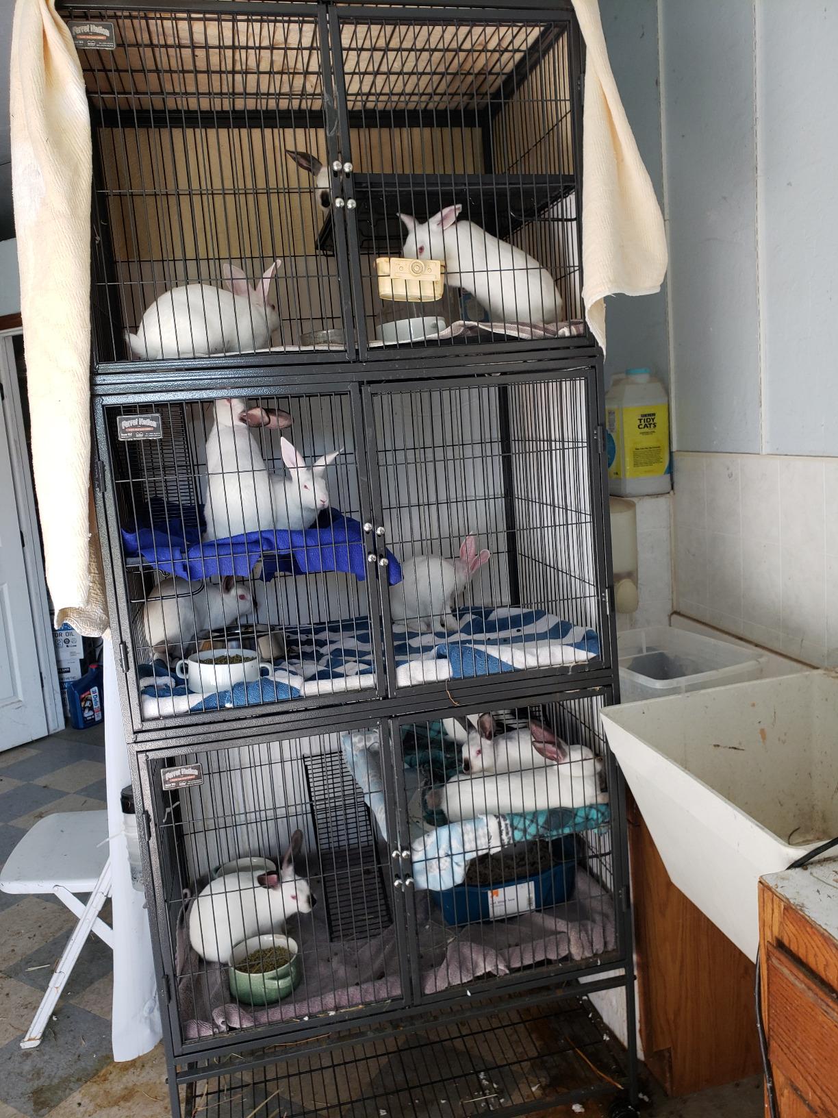 MidWest Homes for Pets Ferret Nation Double Unit Small Animal Cage, 4 Tiers, Includes Pans, Shelves, Ramps & Covers, for Ferrets & Small Animals customer photo 1