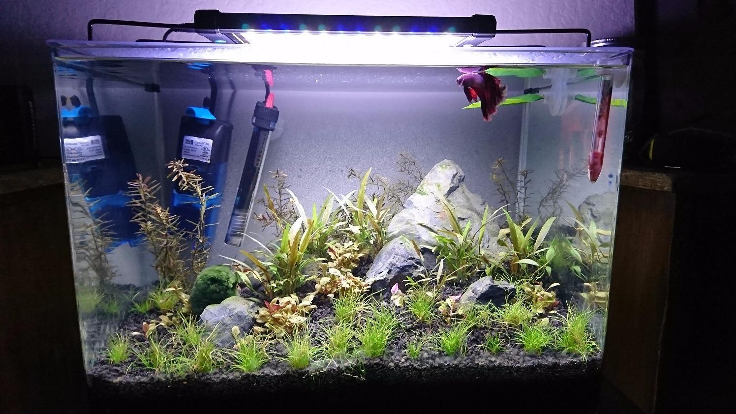 PENN-PLAX Water-World Radius Desktop Nano Aquarium Kit with LED Light and Internal Filter, 5 Gallon customer photo 1
