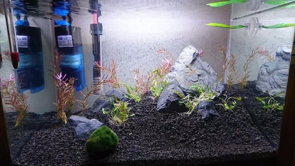 PENN-PLAX Water-World Radius Desktop Nano Aquarium Kit with LED Light and Internal Filter, 5 Gallon customer photo 2