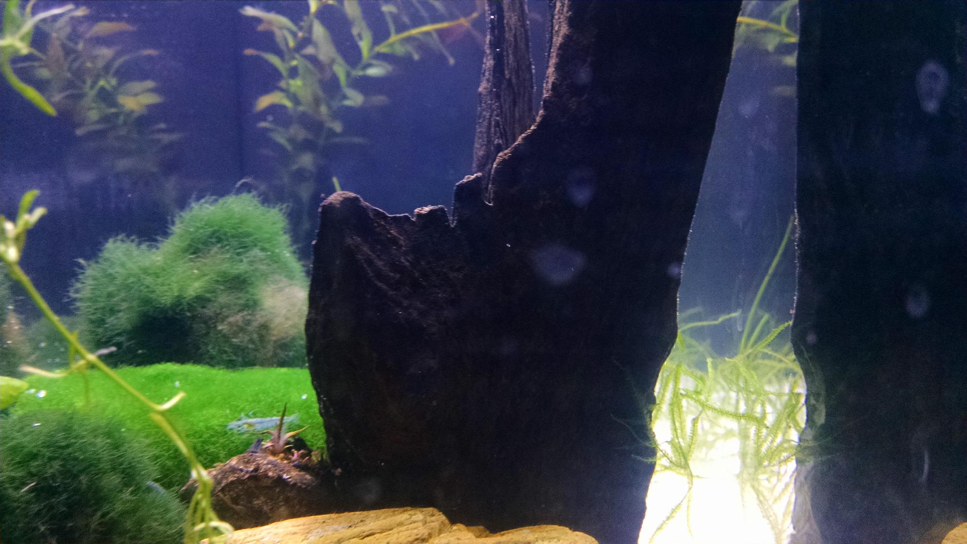 Fluval SPEC Freshwater Aquarium Kit with LED Lighting and 3-Stage Filtration, 2.6 Gallon customer photo 1