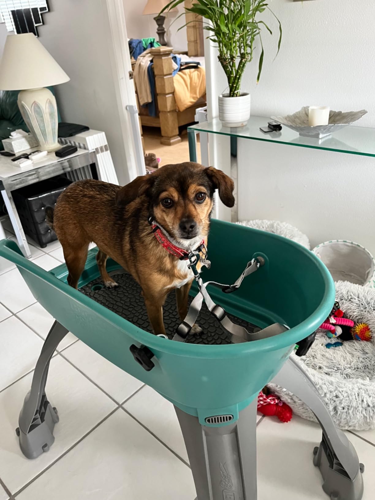 Booster Bath Elevated Pet Bathing Medium customer photo 2