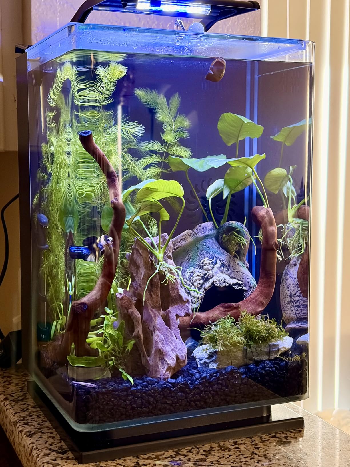 Marineland Portrait Glass LED Aquarium Kit with Hidden Filtration, 5 Gallons customer photo 1