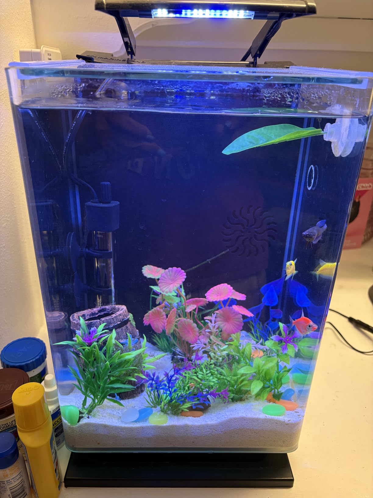 Marineland Portrait Glass LED Aquarium Kit with Hidden Filtration, 5 Gallons customer photo 2