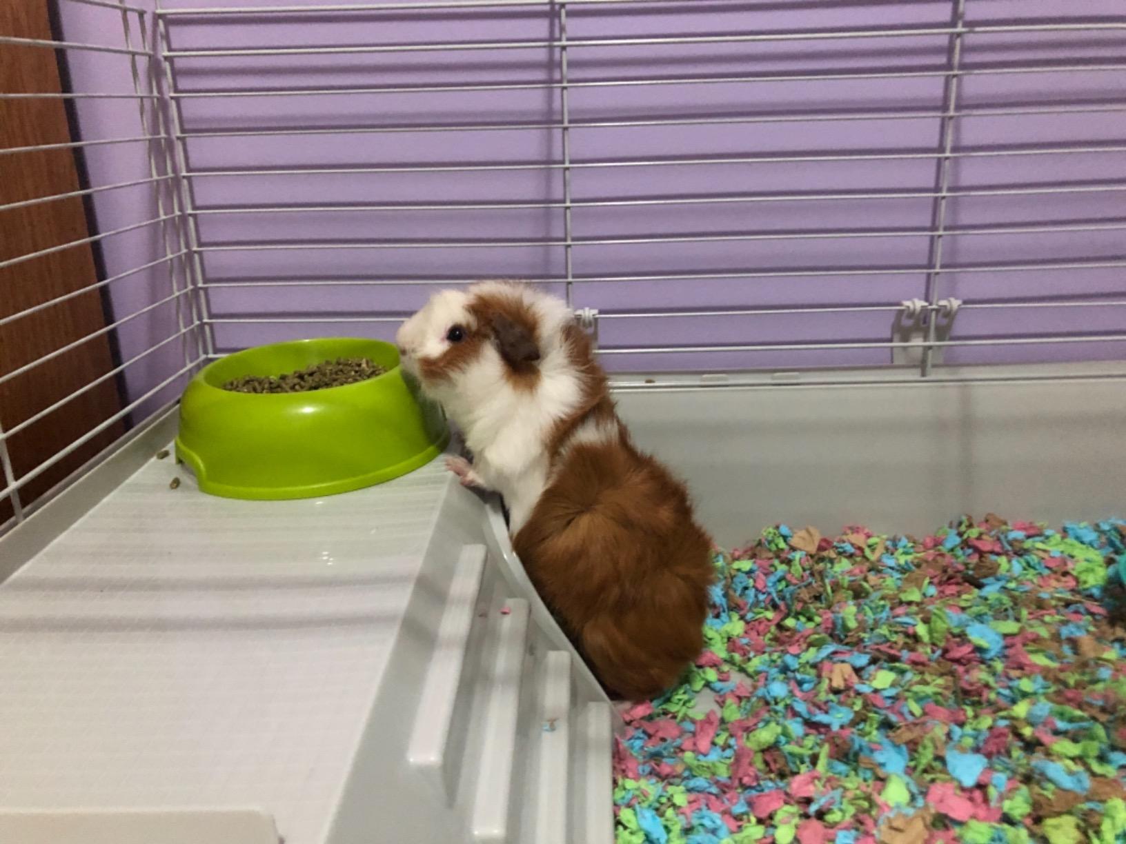 Ferplast Cavie Guinea Pig Cage & Rabbit Cage | Pet Cage Includes All Accessories & 1-Year Warranty customer photo 2