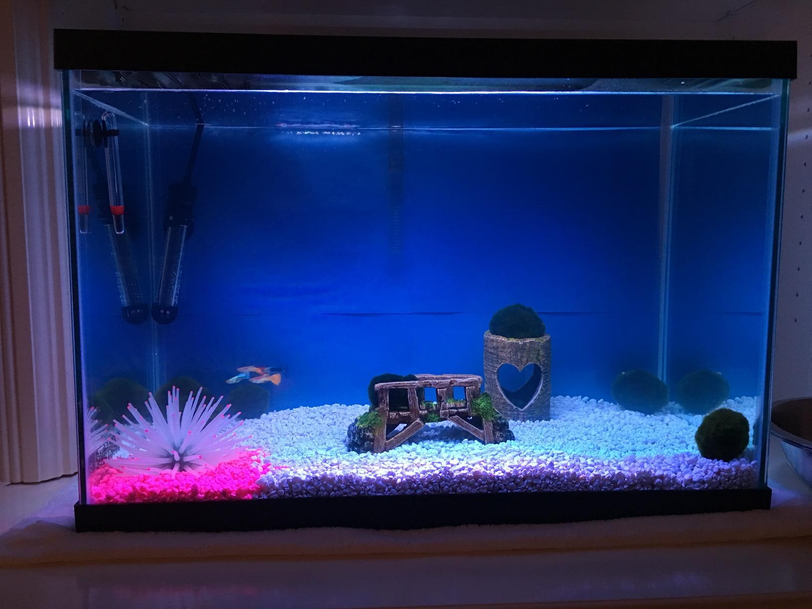 Tetra Aquarium, 20 Gallon, Complete Tropical Fish Tank Kit With LED Lighting And Decor For Freshwater Fish customer photo 2