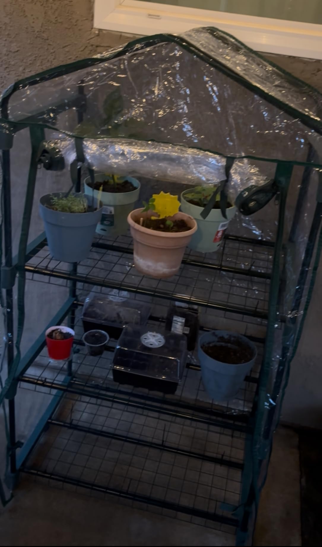 3 Tier Mini Greenhouse - Portable Greenhouse with Rust-Resistant Frame and PVC Cover for Indoor/Outdoor - 27.5x19x50-Inch customer photo 2