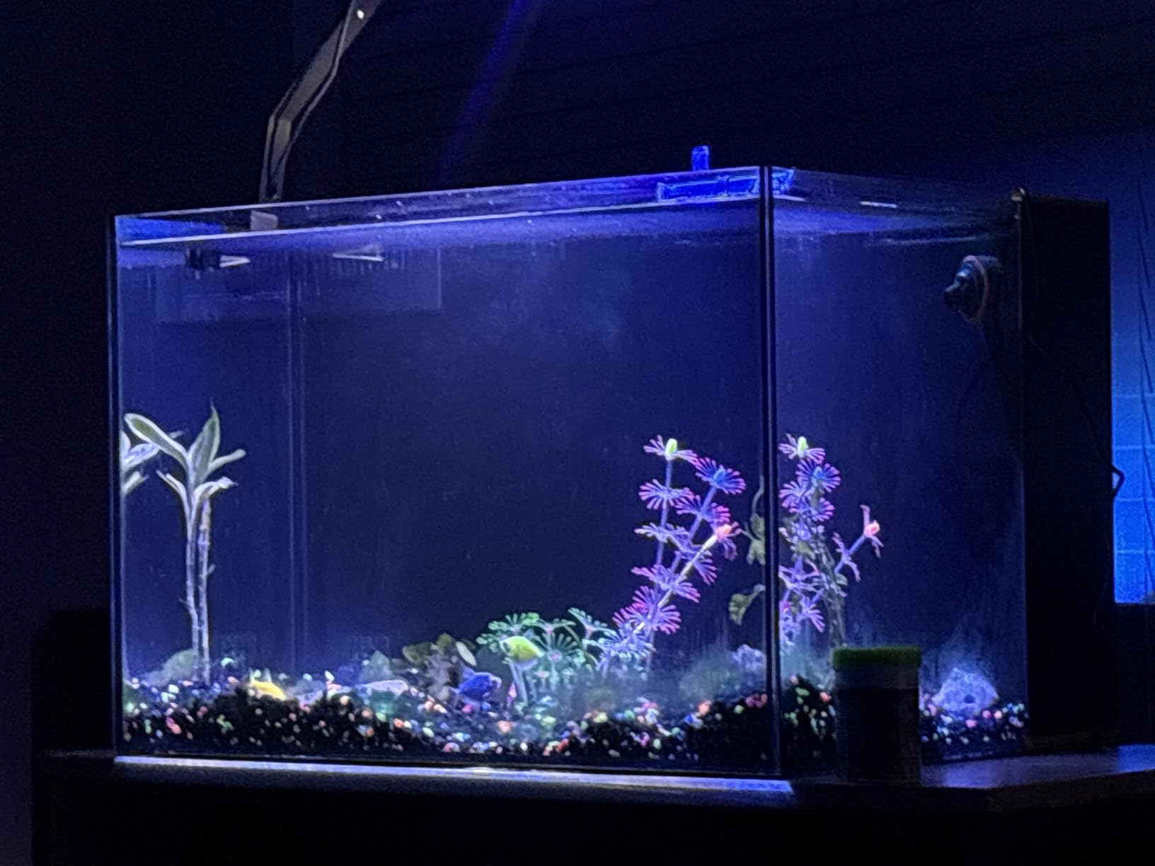 Landen 45P 15 Gallon Ultra Clear All Glass Rimless Low Iron Aquarium Tank with Rear Filtration Chamber customer photo 1