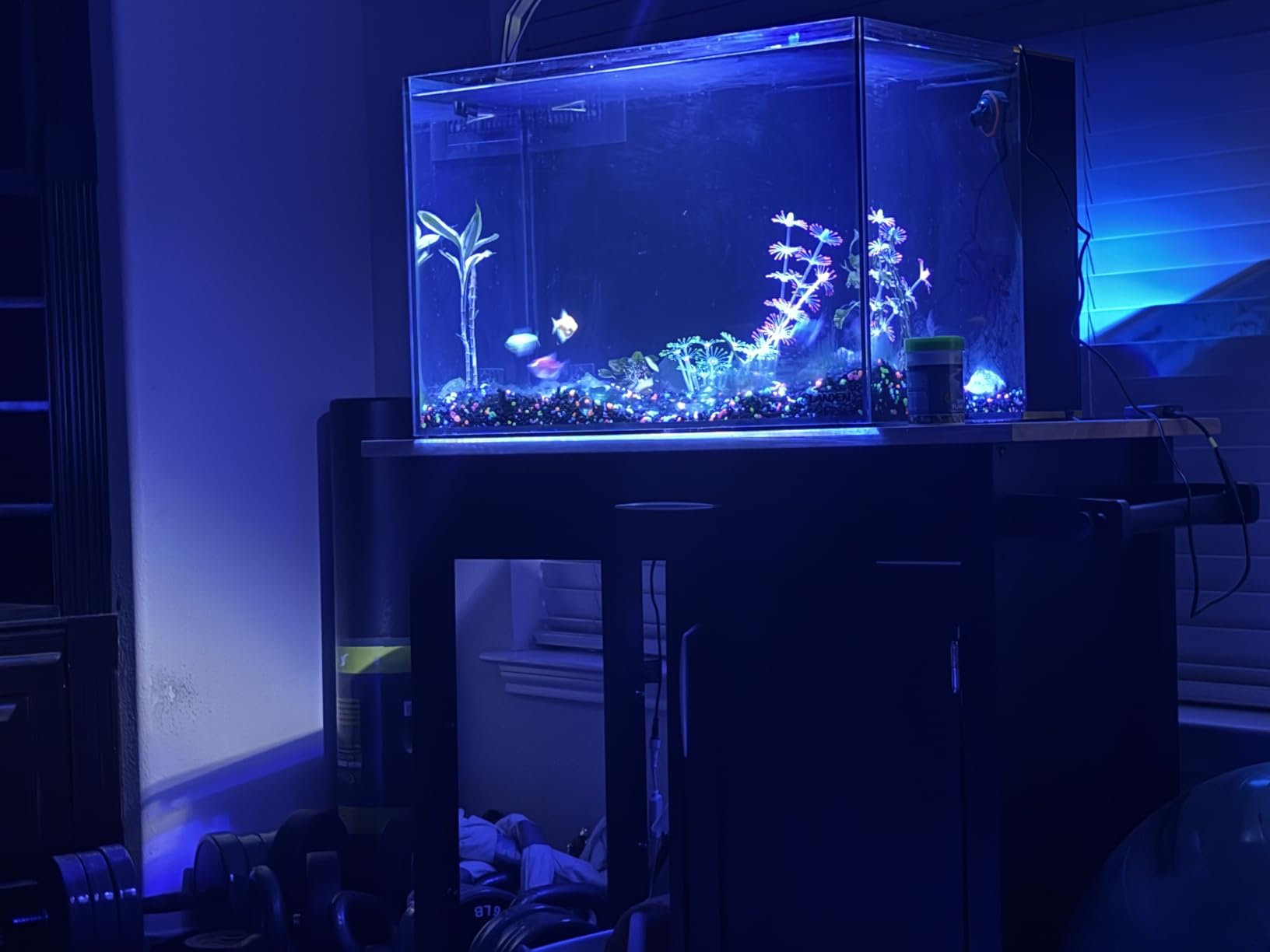 Landen 45P 15 Gallon Ultra Clear All Glass Rimless Low Iron Aquarium Tank with Rear Filtration Chamber customer photo 2