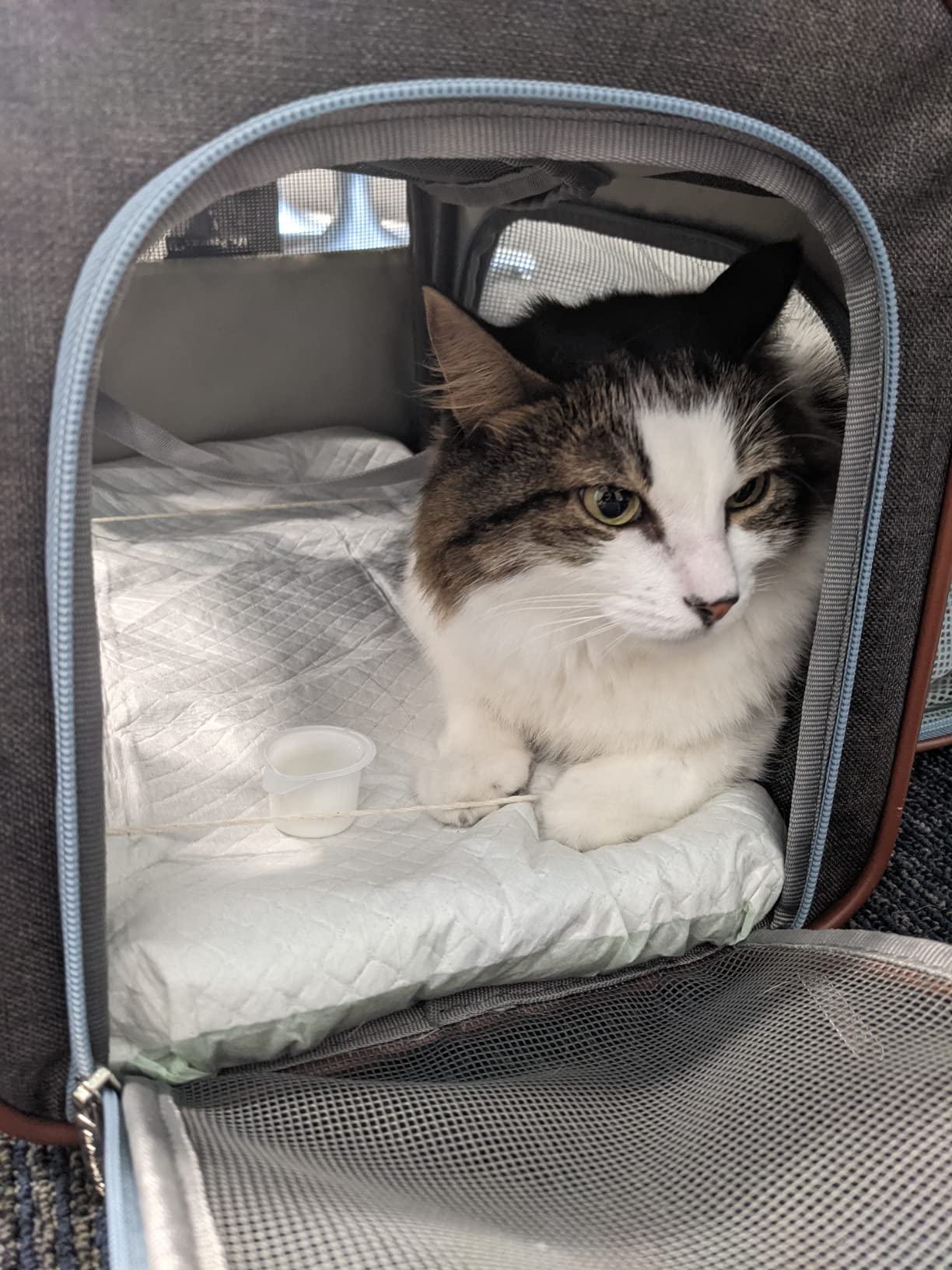 Mr. Peanut's Gold Series Standard Size Airline Compliant Expandable Pet Carrier V3.0 customer photo 1