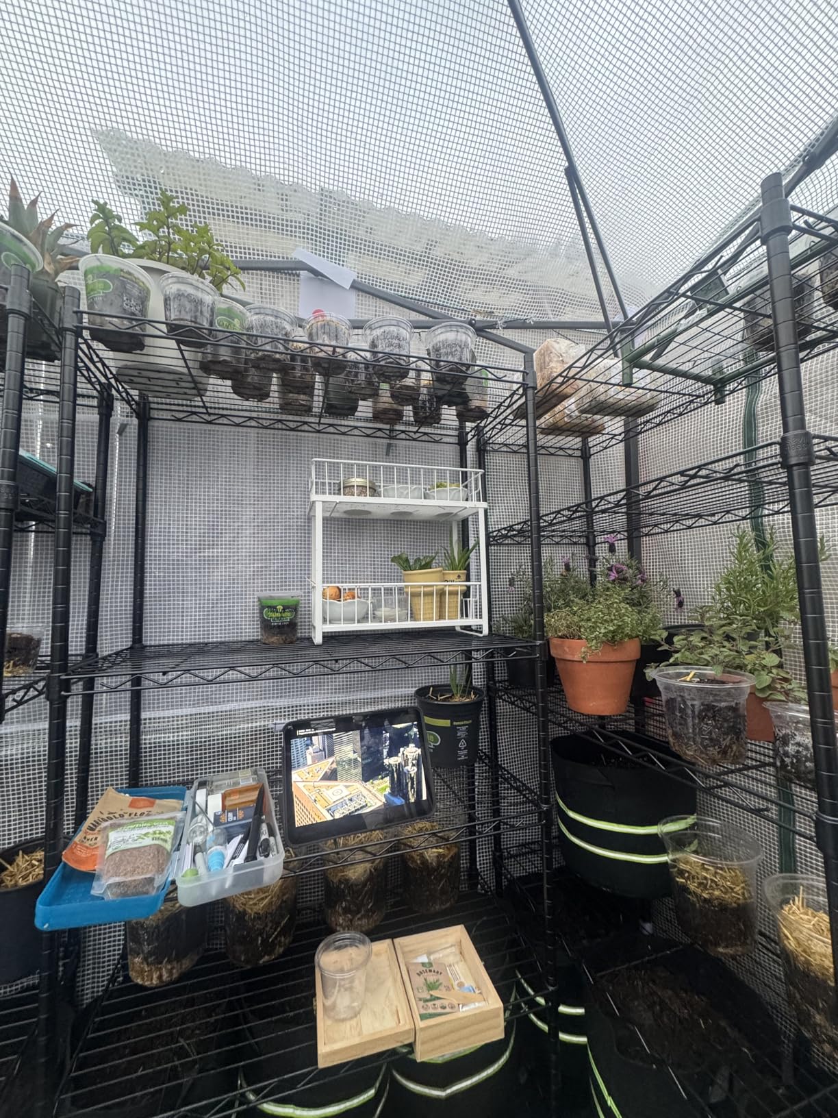 EAGLE PEAK 8x6 Portable Walk in Greenhouse, Pop Up Indoor Outdoor Greenhouse, Green House Kit with Zippered Roll-Up Doors and Windows, PE Cover, Clear/Green customer photo 1