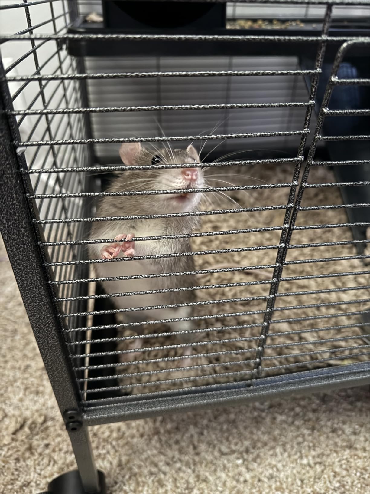 PawHut Metal Small Animal Cage, 4-Tiers Rolling Big Ferret Cage with Hammock, Removable Tray, for Chinchilla, Sugar Glider, Gray customer photo 1
