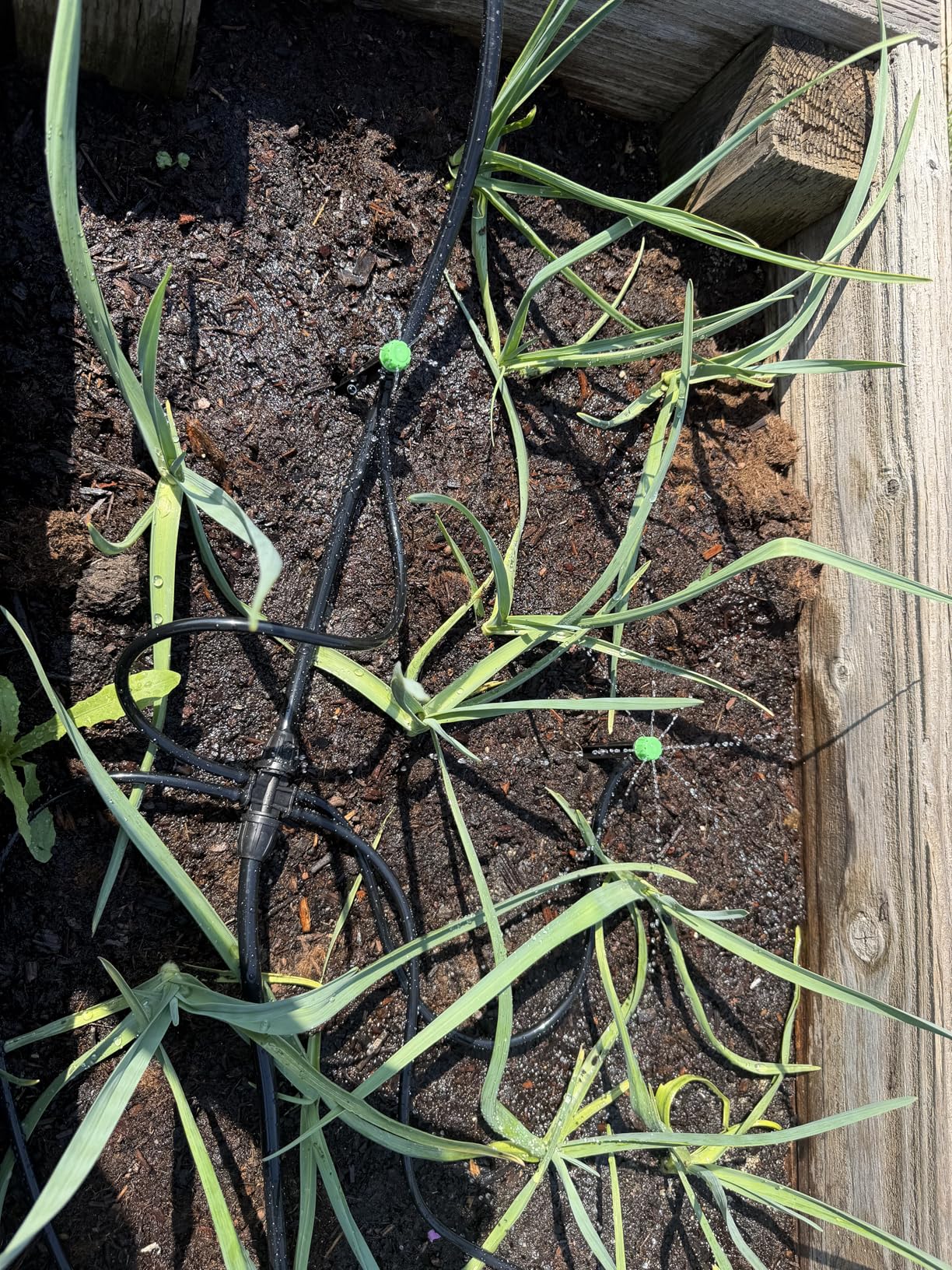 CARPATHEN Drip Irrigation System Kit - Complete Premium Garden Watering System with Adjustable Sprinkler Emitters customer photo 2