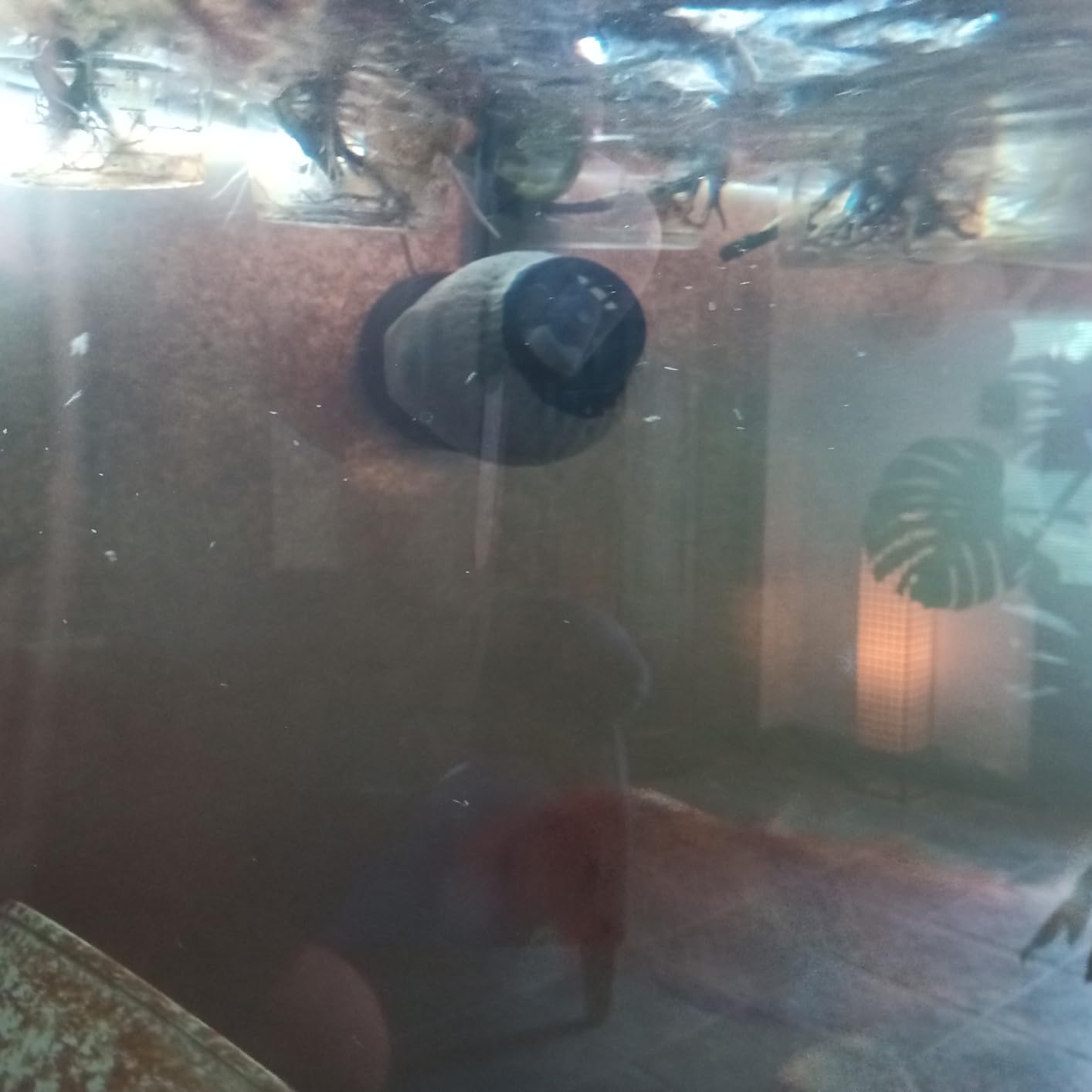 Jebao SOW Wave Maker Flow Pump with Controller for Marine Reef Aquarium (SOW-3) customer photo 1