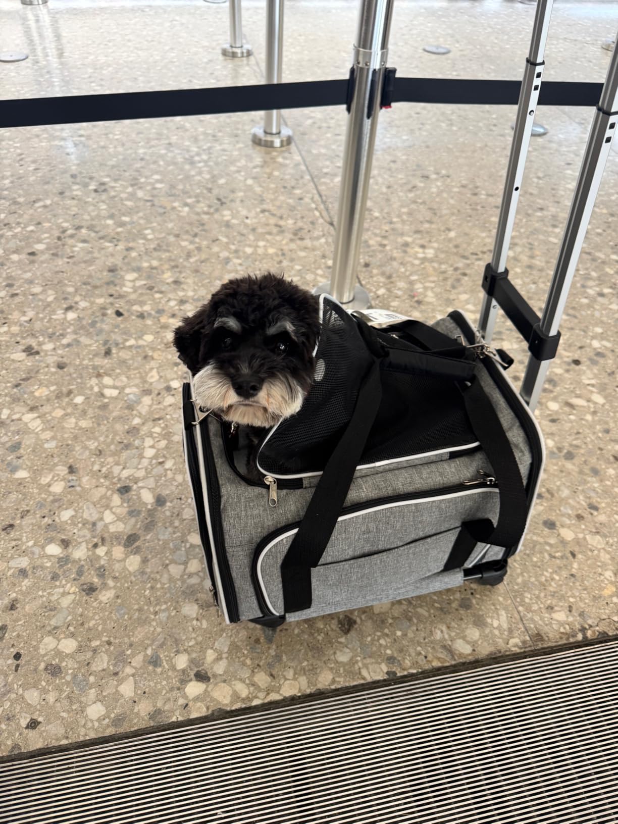 RUFF LIFE 101 Airline Approved Expandable Premium Pet Carrier on Wheels- Two Sided Rolling Carrier- Designed for Dogs & Cats- Extra Spacious Soft Lined Carrier! (Black) (RL-PET-CARRIER-WHEELS) customer photo 1