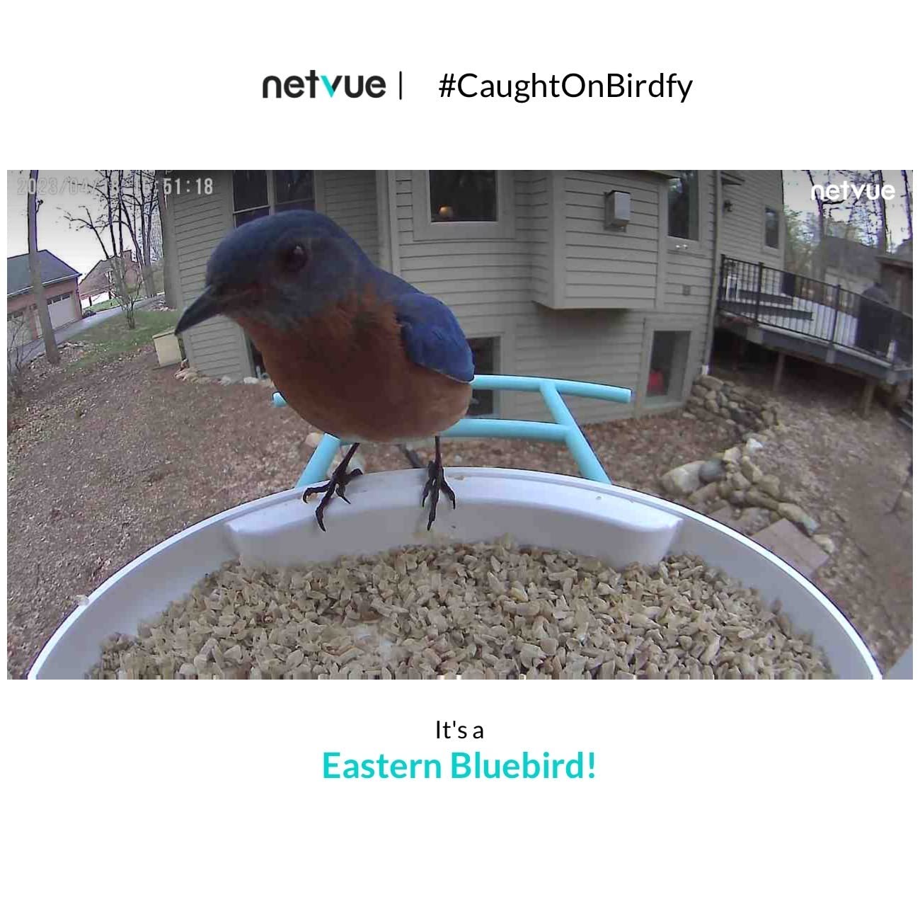 NETVUE by Birdfy Smart Bird Feeder with 2K HD AI Camera Solar Powered, Wireless Wildbird Watching, Live Stream & Color Night Vision, Auto-Capture & Notify, Free Cloud Storage customer photo 1