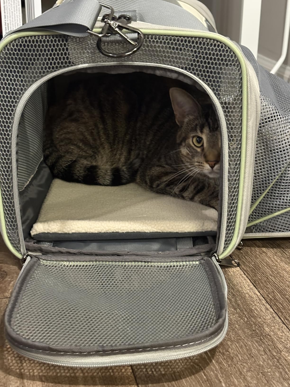 Pawaii Pet Carrier, TSA Airline Approved Cat Carrier, Soft Sided Collapsible Pet Travel Carrier, Foldable, Portable, Travel Friendly Pet Travel Carrier for Cats and Puppy customer photo 1