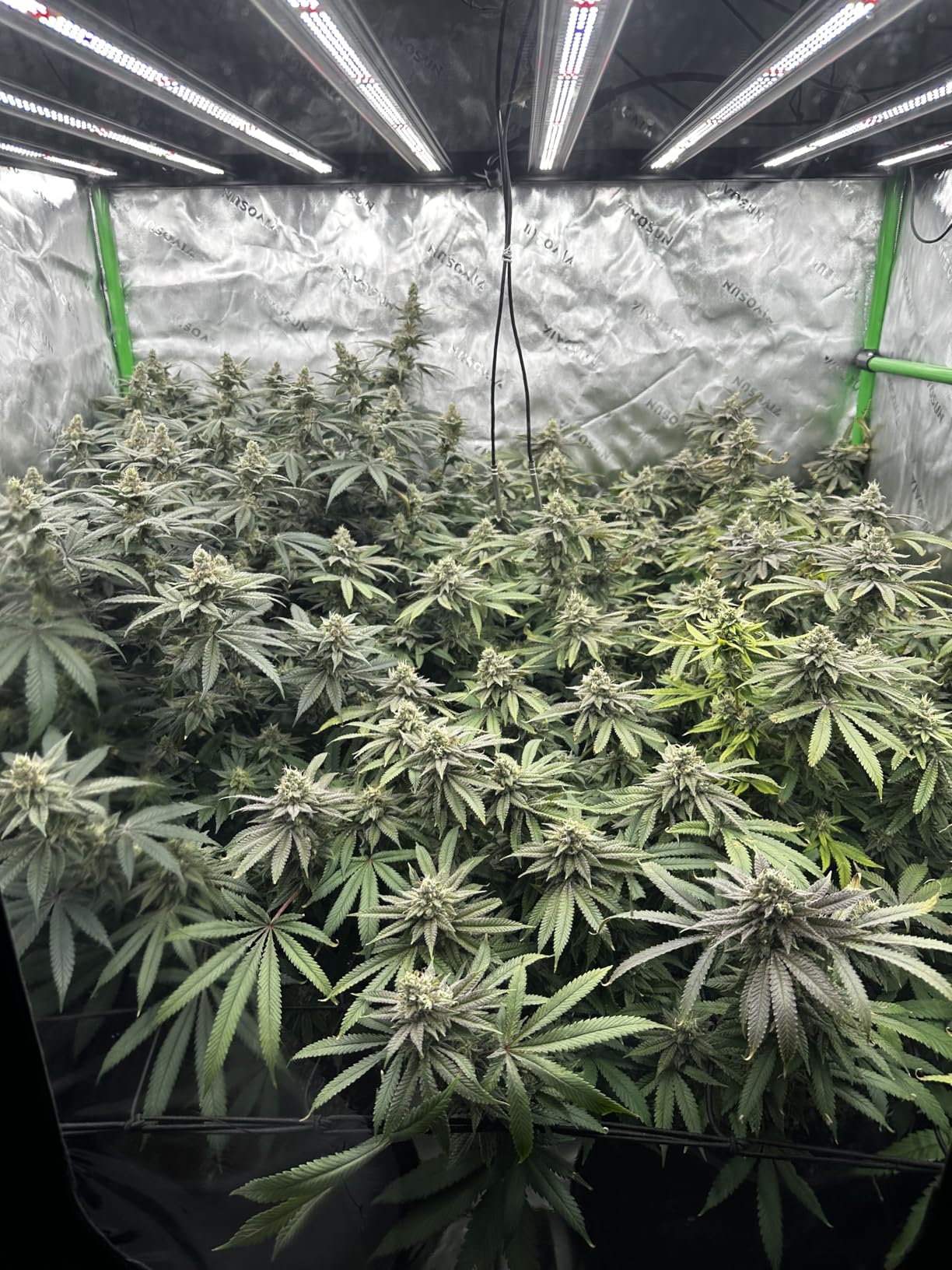 AC Infinity IONFRAME EVO8, Samsung LM301H EVO Bar LED Grow Light 5x5, 2688 Diodes, with Schedule Controller, 730W Full-Spectrum Commercial Plant Lights for Indoor Growing in Grow Rooms & Greenhouses customer photo 1