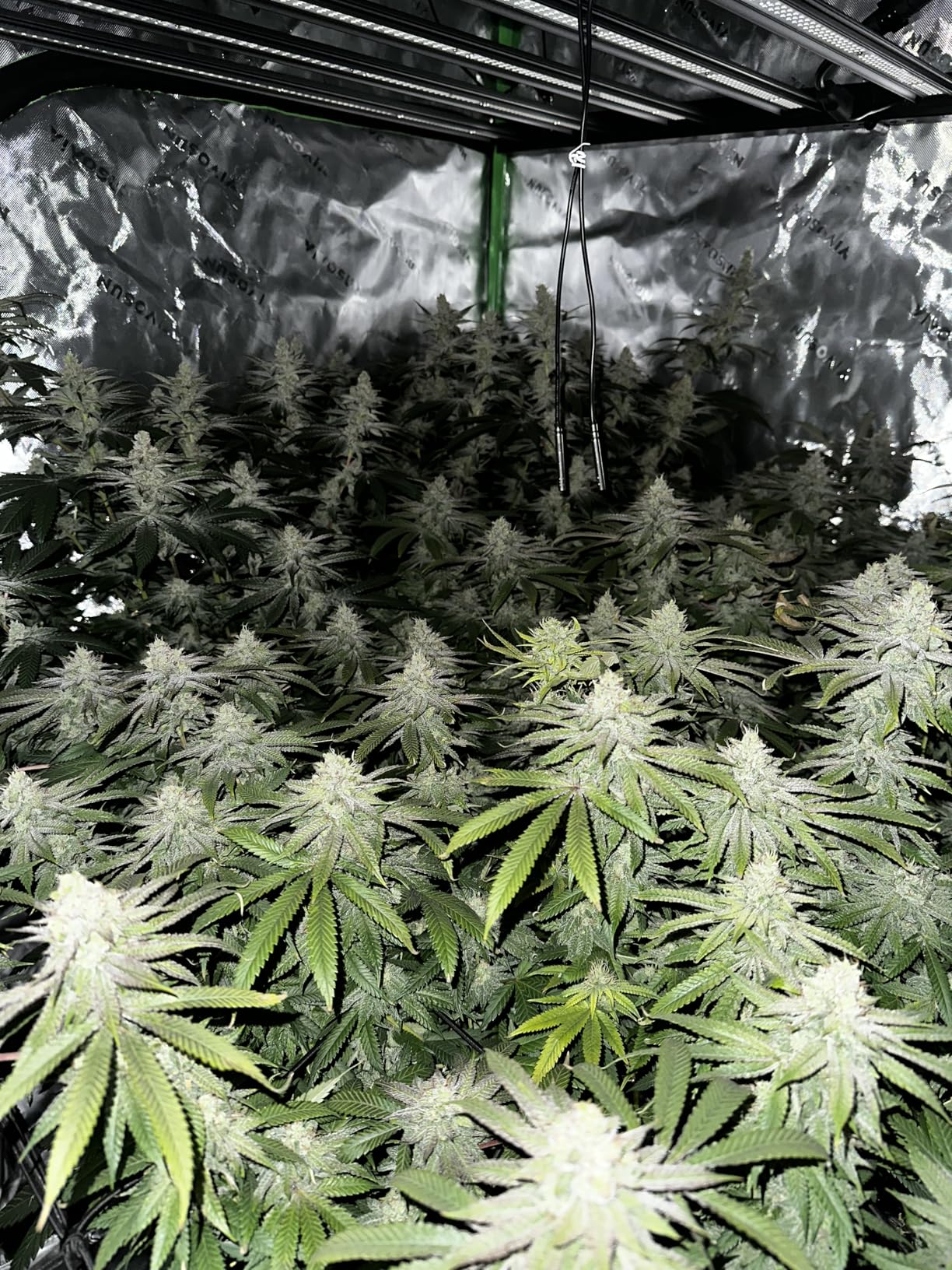AC Infinity IONFRAME EVO8, Samsung LM301H EVO Bar LED Grow Light 5x5, 2688 Diodes, with Schedule Controller, 730W Full-Spectrum Commercial Plant Lights for Indoor Growing in Grow Rooms & Greenhouses customer photo 2