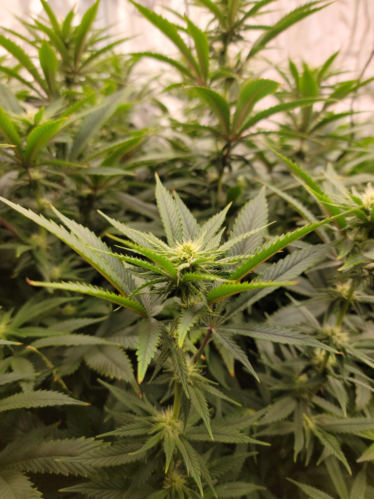 RDJ Bouns 1000W LED Grow Light Coverage 5x5 or 6x6 Tent with 8 Bar Style Grow Lights, 3408 LED Beads, Daisy Chain Dimmable, High Brightness Perfect Commercial Grow Quality Indoors Plants customer photo 1