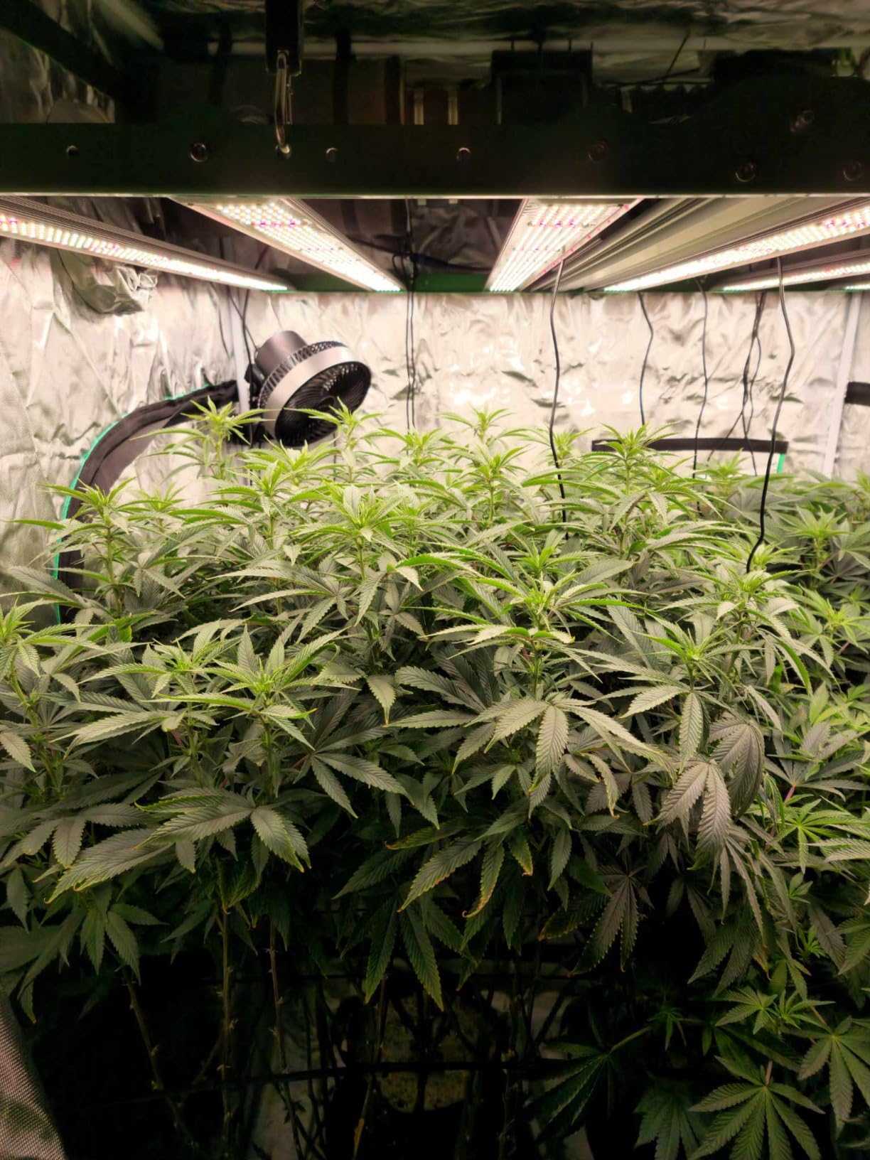 RDJ Bouns 1000W LED Grow Light Coverage 5x5 or 6x6 Tent with 8 Bar Style Grow Lights, 3408 LED Beads, Daisy Chain Dimmable, High Brightness Perfect Commercial Grow Quality Indoors Plants customer photo 2