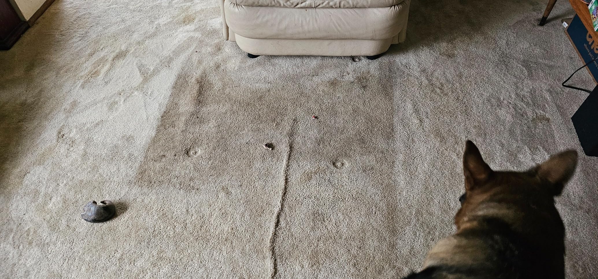 Shark CarpetXpert Deep Clean Pro Formula for Upright & Portable Carpet Cleaners, All Carpets, Upholstery & Area Rugs, Eliminates Tough Pet Messes and Odors, 48 Oz, EXCM48 customer photo 1