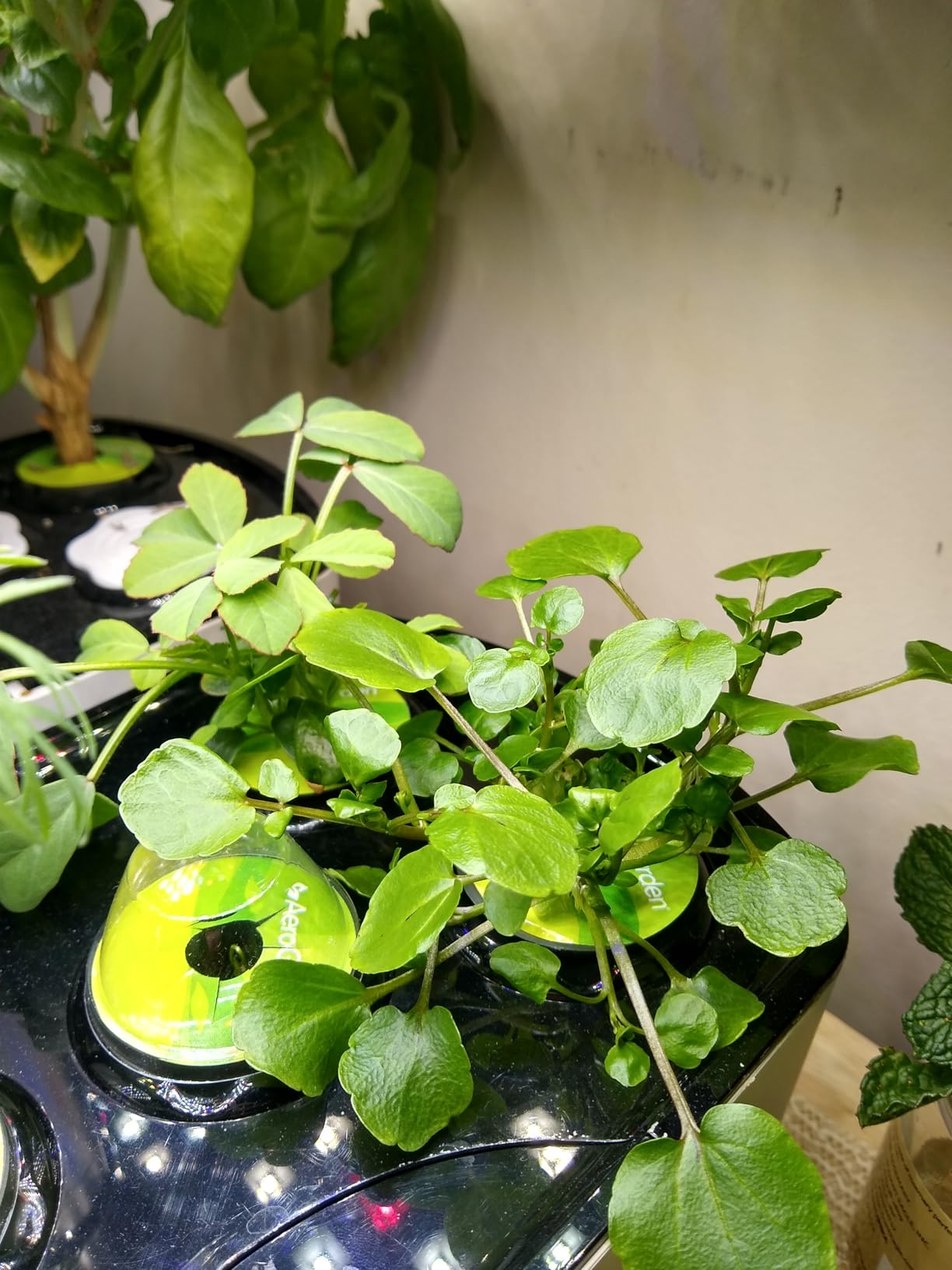 AeroGarden Harvest Lite - Indoor Garden with LED Grow Light for Year-Round Gardening of up to 6 Herbs and Vegetables customer photo 1