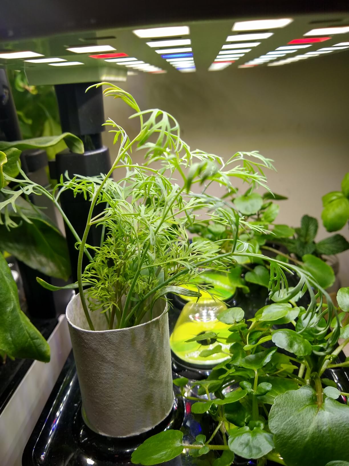 AeroGarden Harvest Lite - Indoor Garden with LED Grow Light for Year-Round Gardening of up to 6 Herbs and Vegetables customer photo 2