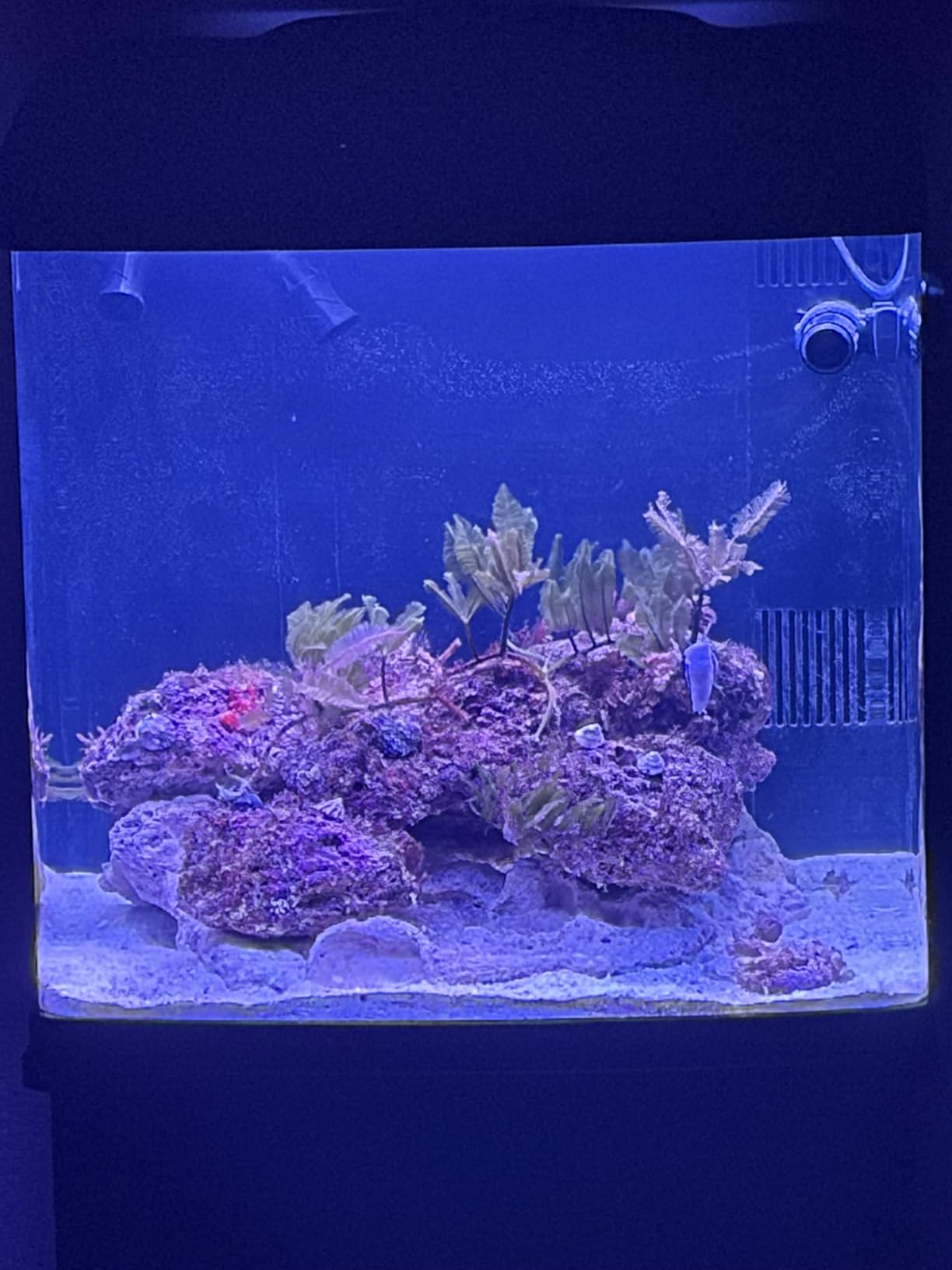 Maxspect Jump Gyre DC 2000 gph Aquarium Wave Maker Pump, Adjustable Cross Flow with LED Display Controller customer photo 1
