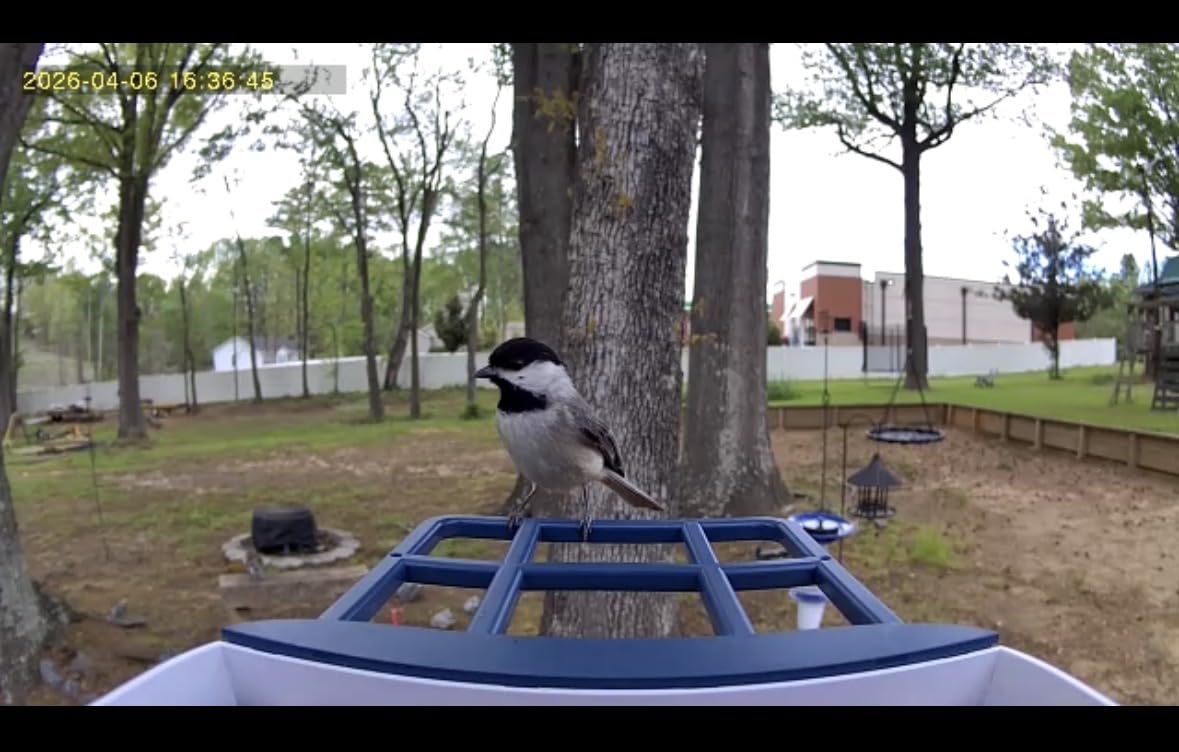 Smart Bird Feeder with Camera, AI Identify Species, Bird House with Solar Powered, Instant Arrival Alerts, 2K HD Capture Video Live View customer photo 1