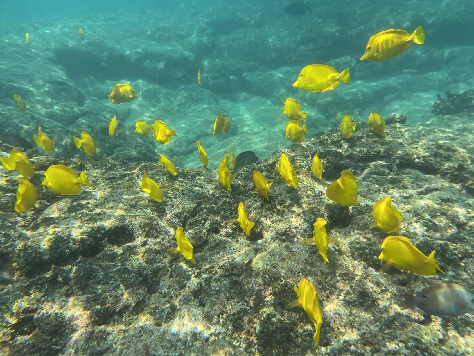 ProShot Dive 2.0 - Underwater housing for iPhone Rated to 130 feet. Underwater Camera housing Compatible with All iPhones Except 17 Pro Max. Waterproof case for Diving and Snorkeling. (Black/Blue) customer photo 1
