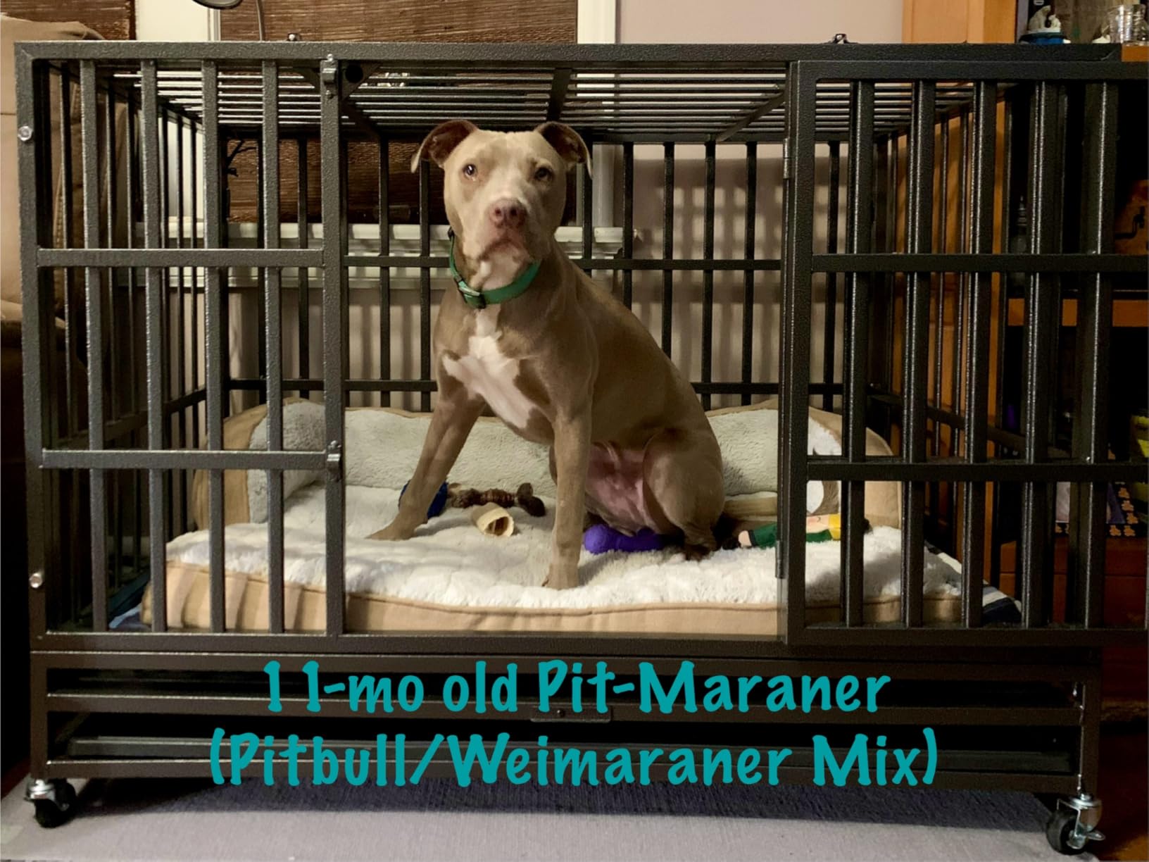 Oranland 38 inch Heavy Duty Indestructible Dog Crate, 2025 New Upgraded Reinforced Baseplate for Large Dogs, XL Dog Kennel Indoor for High Anxiety Dogs/Max Load Capacity 200lbs/Double Door with Wheels customer photo 1