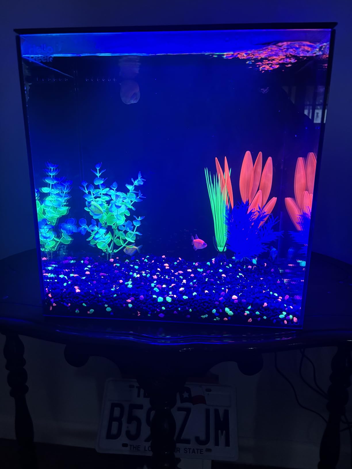 HelloReef 15 Gallon Glofish Complete Freshwater Aquarium Kit with App Controlled Smart LED Lighting and Filtration customer photo 1