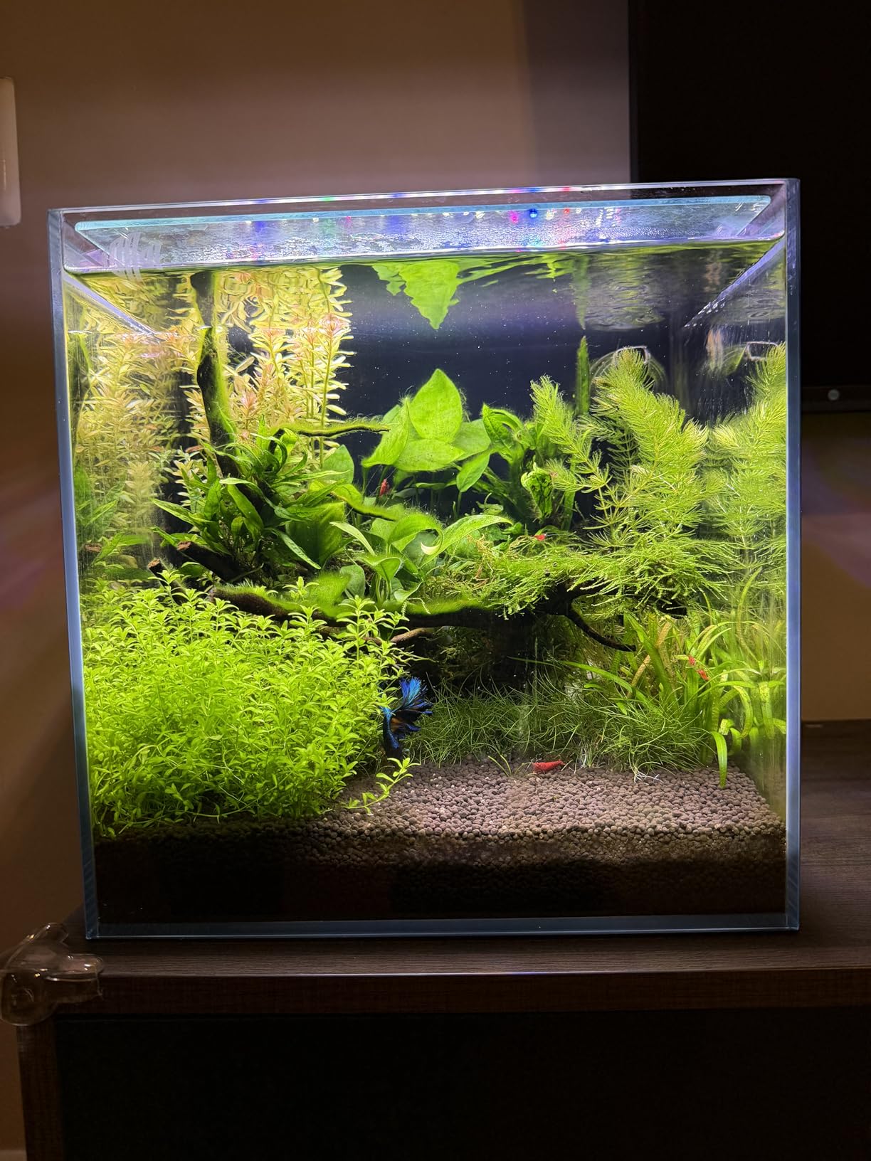 Coralland 8-Gallon Saltwater Aquarium - Ultra Clear Low Iron Glass, 45° Angled Joint Design, Crystal Clear Viewing, Perfect for Marine Fish & Reef Tanks & Freshwater customer photo 2
