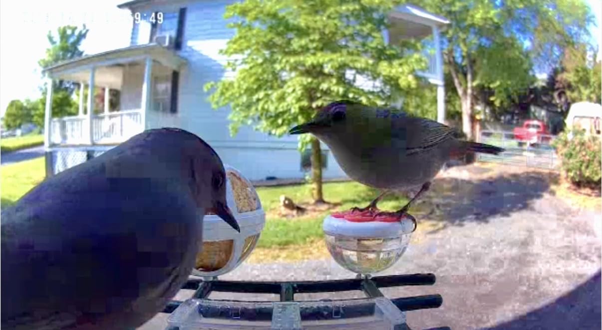 Smart Bird Feeder with Camera Solar Powered, 2K HD Video, AI Bird Species Identification, Instant Arrival Alerts, Weatherproof Design customer photo 1