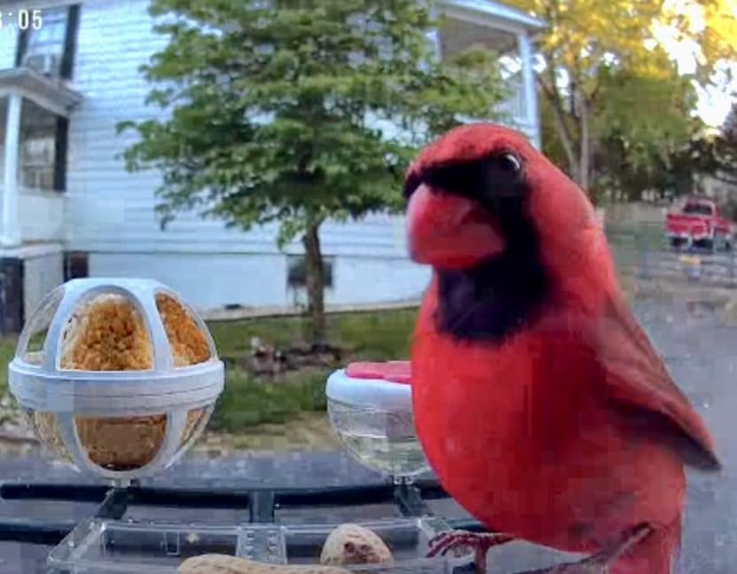 Smart Bird Feeder with Camera Solar Powered, 2K HD Video, AI Bird Species Identification, Instant Arrival Alerts, Weatherproof Design customer photo 2