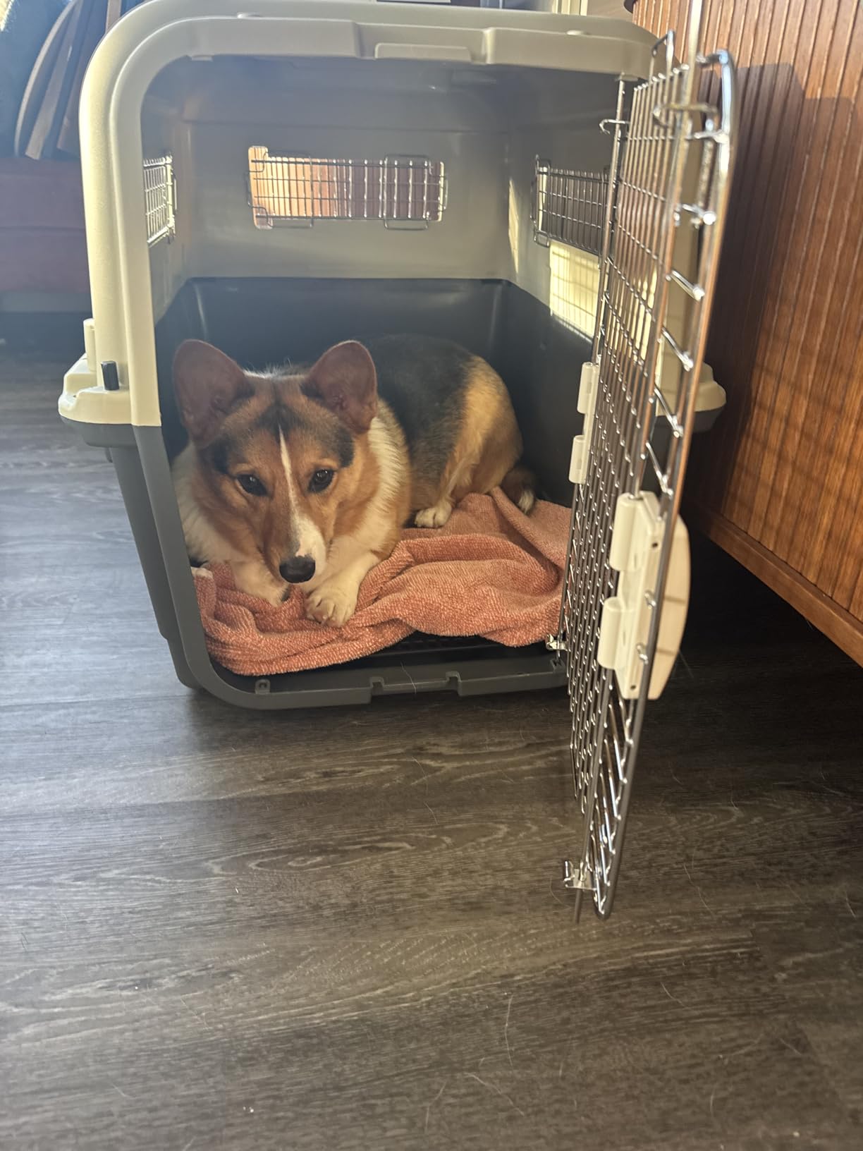 Elevon Plastic Kennels, Plastic Dog Crate, Airline Approved Pet Carrier for Dogs and Cats Longer Traveling, XL customer photo 2