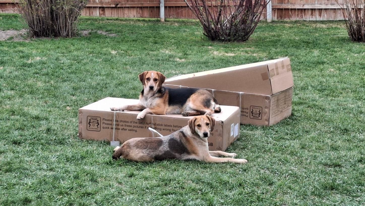 10X10FT Large Dog Kennel Outdoor Dog Enclosure Outside, Double Door Heavy Duty Galvanized Steel Dog Crate Durable Dog Cage with Roof & Double Lock customer photo 1