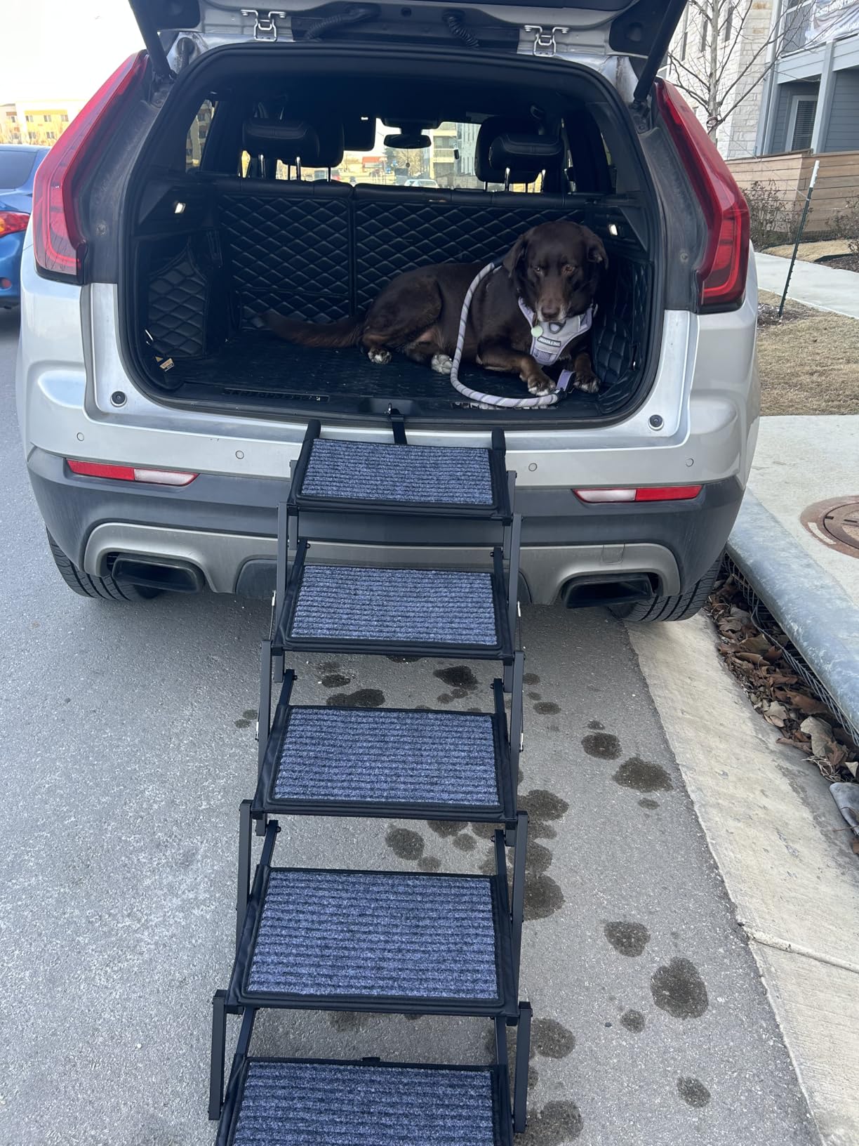 Dog Steps for Car, Truck and SUV - Foldable Pet Stairs for Large Dogs with Non-Slip Rug Surface, Lightweight Dog Ramp Holds Up to 250lbs, 5 Steps (Black Metal Fram, 5 Steps) customer photo 2