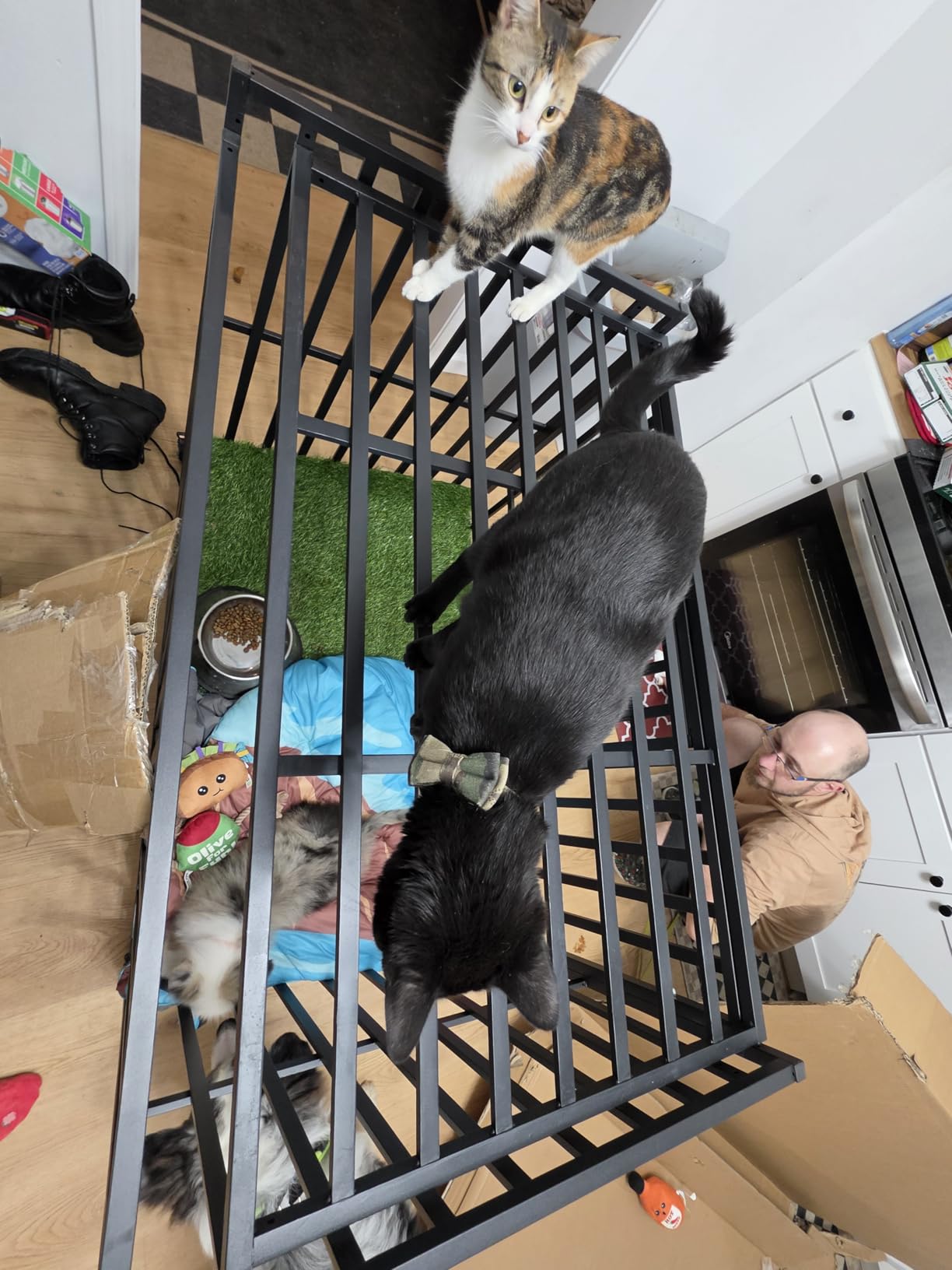 Heavy Duty Dog Crate, Escape-Proof Indestructible Cage for High-Anxiety Dogs, 3-Door Kennel with 4 Lockable Wheels and 2 Removable Trays Ideal for Large & Medium Breeds (43 Inch) customer photo 1