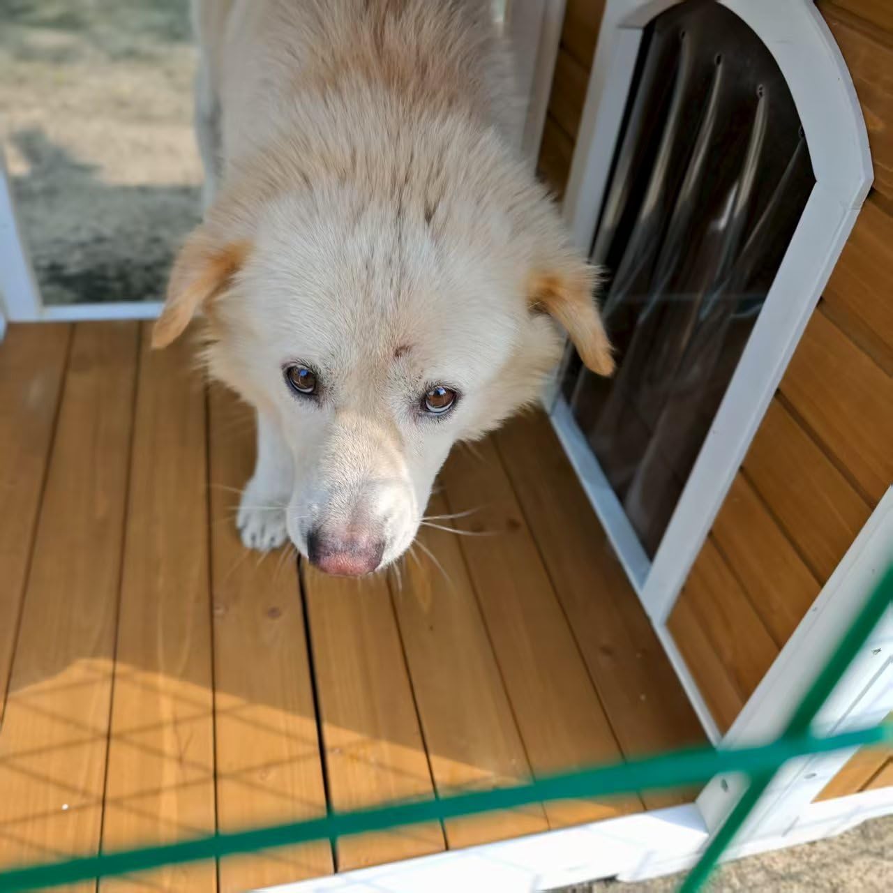 Dog House Outdoor Large Breed, 59