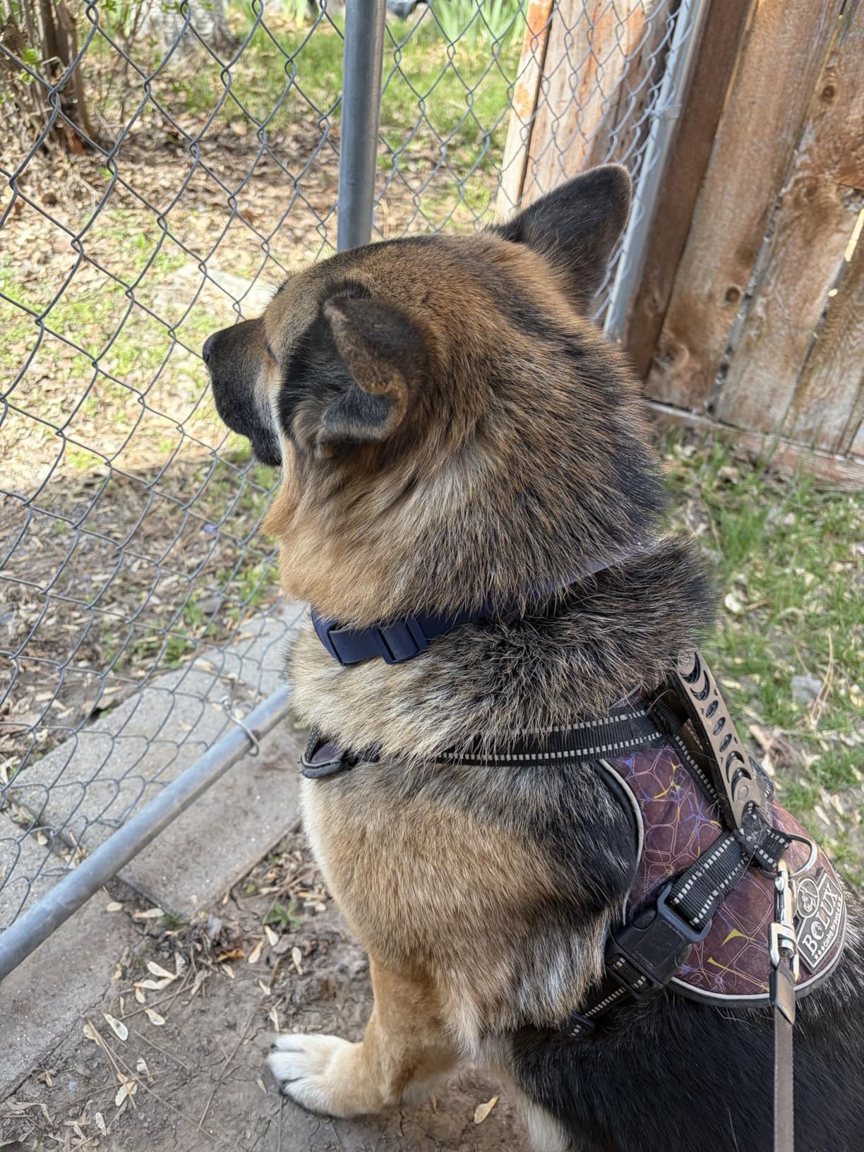 Halo Collar 5 Wireless Dog Fence & GPS Dog Collar, Keep Your Dog Safely Contained Outdoors with App-Controlled Boundaries and Real-Time Tracking, One Size, Realtree Camo customer photo 1