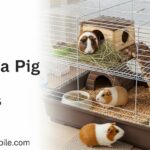 Best Guinea Pig Cages Large