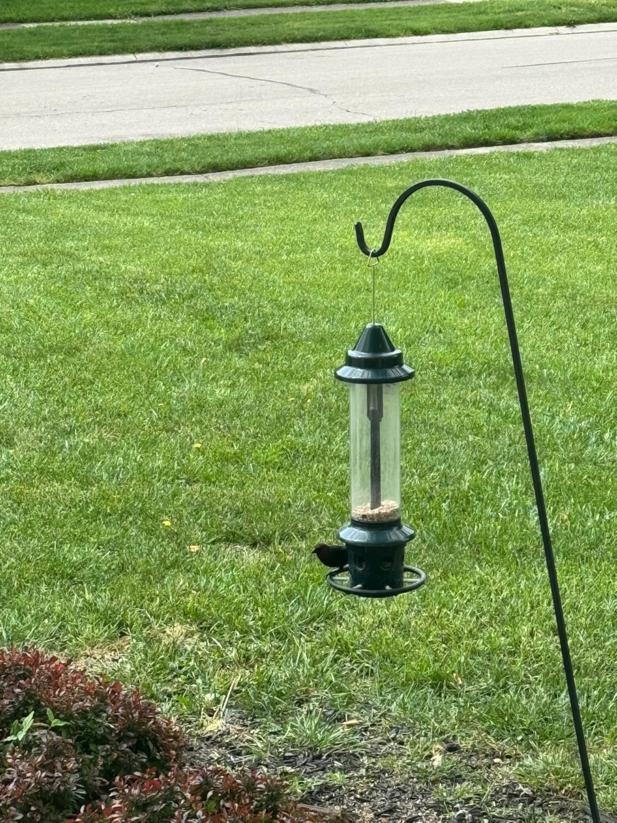 Brome Squirrel Buster Plus Squirrel-Proof Bird Feeder w/Cardinal Ring and 6 Feeding Ports, 5.1-pound Seed Capacity customer photo 1