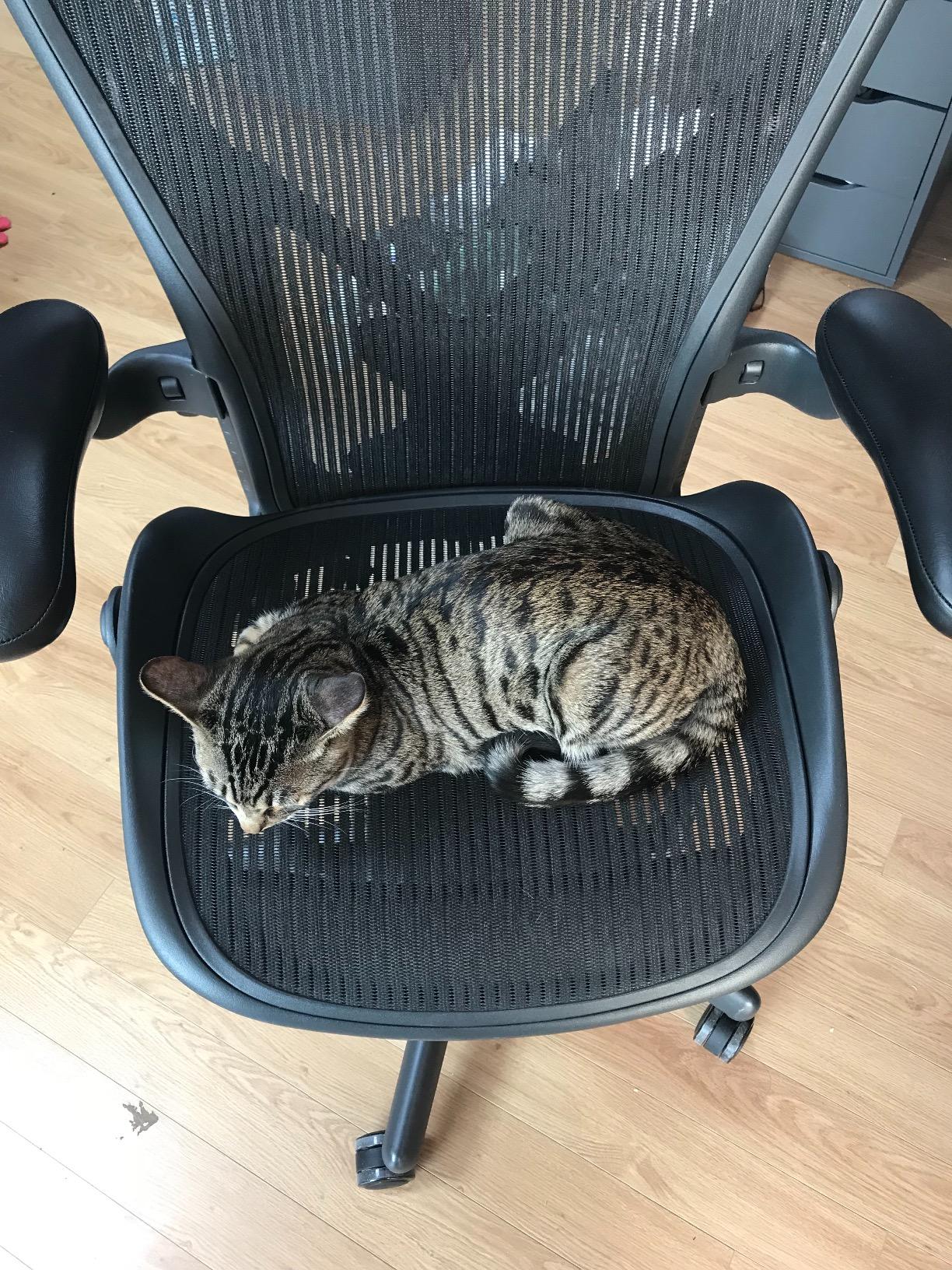 Aeron Tilt Limiter Task Chair, Adjustable Vinyl Arms, Graphite Frame/Carbon Classic Pellicle, Size B (Medium) customer photo 1