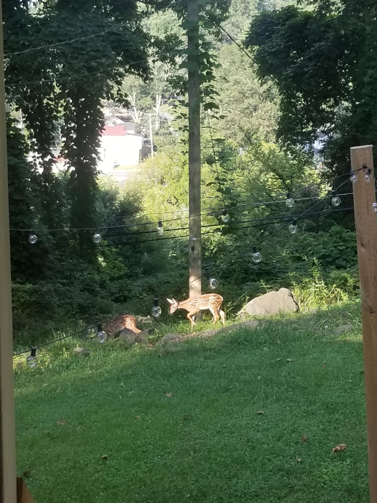 Tenax Deer Fence Kit, 7' x 100' customer photo 2