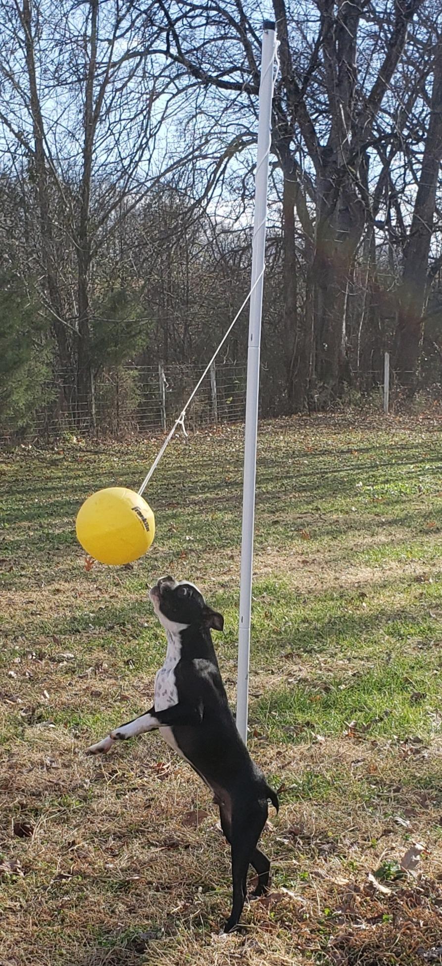 Franklin Sports Tetherball - Tetherball Ball, Rope and Pole Set - Portable Steel Tetherball Set with Easy Assembly - Classic Outdoor Game customer photo 1